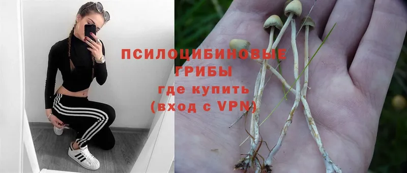 где купить наркоту  mega tor  Галлюциногенные грибы Psilocybe  Данков 